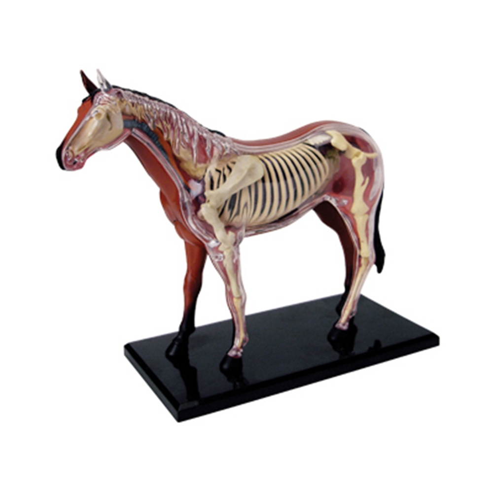 Science Diy Model - Jouet d'assemblage d'intelligence de cheval, modèle